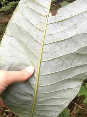 Bigleaf magnolia(Magnolia macrophylla)