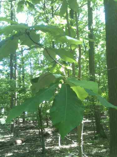 Bigleaf magnolia(Magnolia macrophylla)