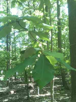 Bigleaf magnolia(Magnolia macrophylla)