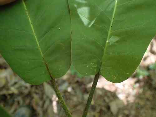 Bigleaf magnolia(Magnolia macrophylla)