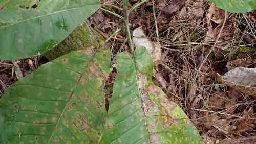 Bigleaf magnolia(Magnolia macrophylla)