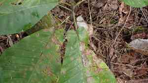 Bigleaf magnolia(Magnolia macrophylla)