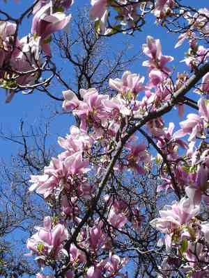 Saucer magnolia(Magnolia soulangeana)