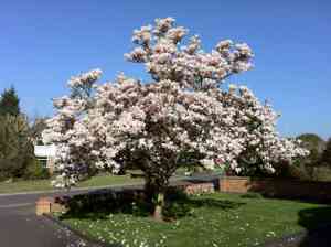 Saucer magnolia(Magnolia soulangeana)