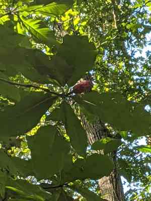 Umbrella tree(Magnolia tripetala)