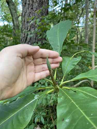 Umbrella tree(Magnolia tripetala)