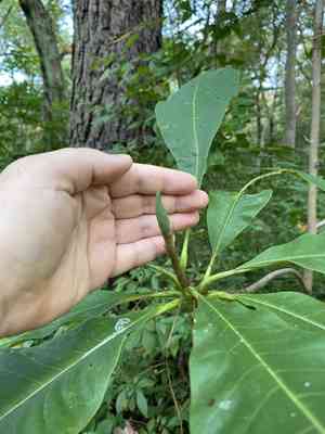 Umbrella tree(Magnolia tripetala)