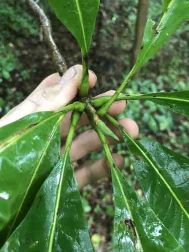 Umbrella tree(Magnolia tripetala)