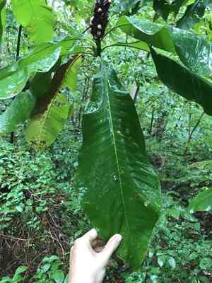 Umbrella tree(Magnolia tripetala)