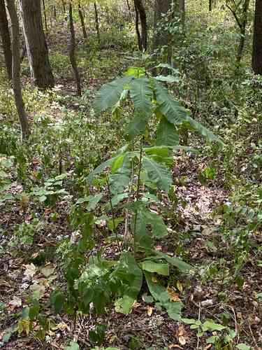 Umbrella tree(Magnolia tripetala)