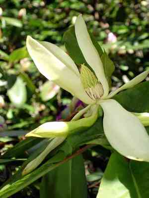 Magnolias (Magnolia)(Magnolia)