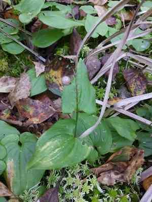 May lily(Maianthemum bifolium)