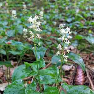 May lily(Maianthemum bifolium)