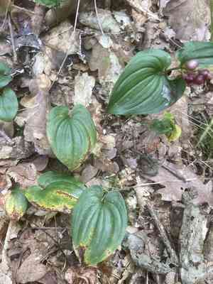 May lily(Maianthemum bifolium)