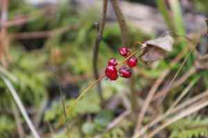 May lily(Maianthemum bifolium)
