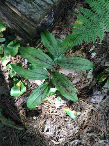 False solomon's seal(Maianthemum racemosum)