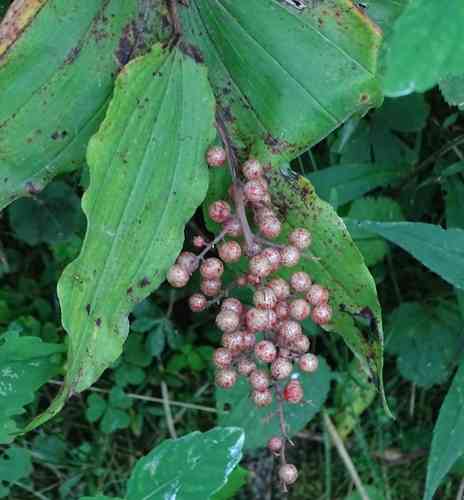 False solomon's seal(Maianthemum racemosum)