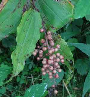 False solomon's seal(Maianthemum racemosum)