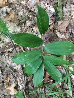 False solomon's seal(Maianthemum racemosum)