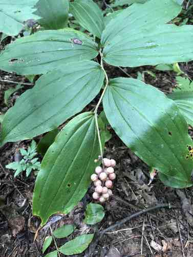 False solomon's seal(Maianthemum racemosum)