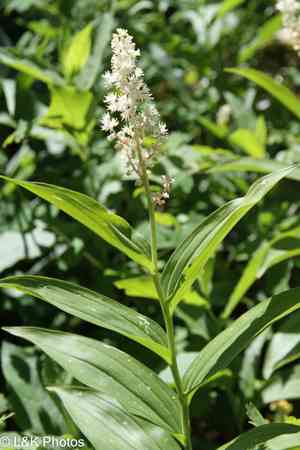 False solomon's seal(Maianthemum racemosum)