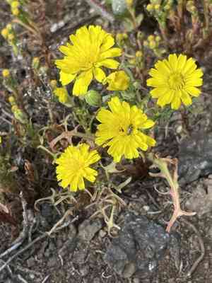Leafy desertdandelion(Malacothrix foliosa)