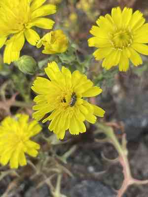Leafy desertdandelion(Malacothrix foliosa)