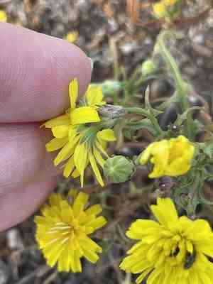 Leafy desertdandelion(Malacothrix foliosa)