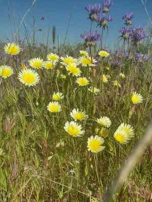 Smooth desertdandelion(Malacothrix glabrata)