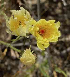 Smooth desertdandelion(Malacothrix glabrata)
