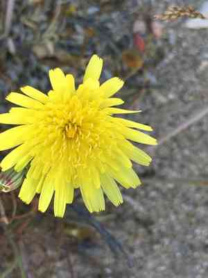 Smooth desertdandelion(Malacothrix glabrata)