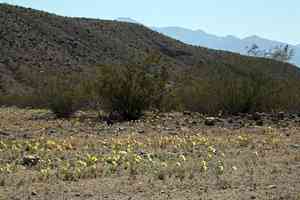 Smooth desertdandelion(Malacothrix glabrata)