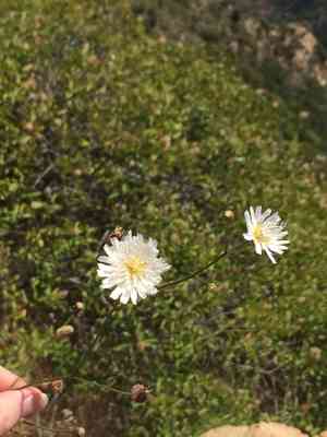 Cliff desert dandelion(Malacothrix saxatilis)