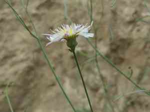 Cliff desert dandelion(Malacothrix saxatilis)