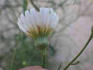 Cliff desert dandelion(Malacothrix saxatilis)