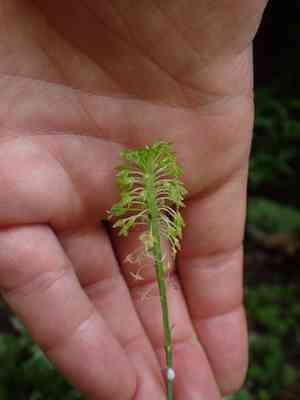 Green adder's-mouth orchid(Malaxis unifolia)