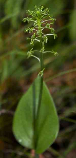Green adder's-mouth orchid(Malaxis unifolia)