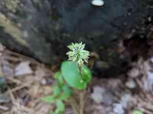 Green adder's-mouth orchid(Malaxis unifolia)