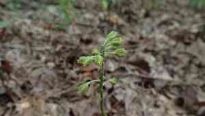 Green adder's-mouth orchid(Malaxis unifolia)