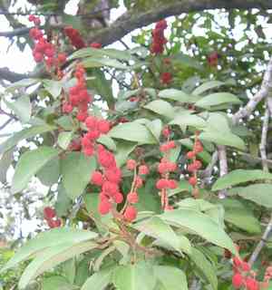 Kamala tree(Mallotus philippensis)