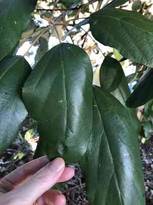 Kamala tree(Mallotus philippensis)