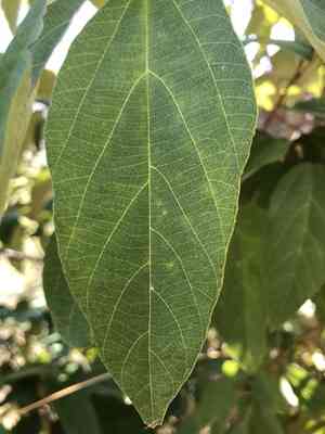 Kamala tree(Mallotus philippensis)