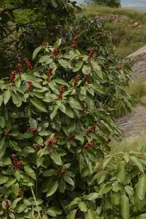 Kamala tree(Mallotus philippensis)