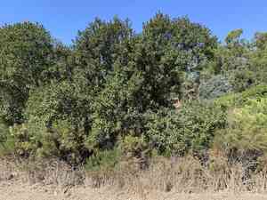 Laurel sumac(Malosma laurina)