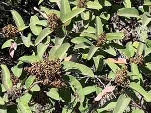 Laurel sumac(Malosma laurina)