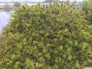 Laurel sumac(Malosma laurina)