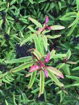 Laurel sumac(Malosma laurina)