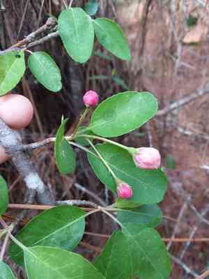 Southern Crabapple(Malus angustifolia)