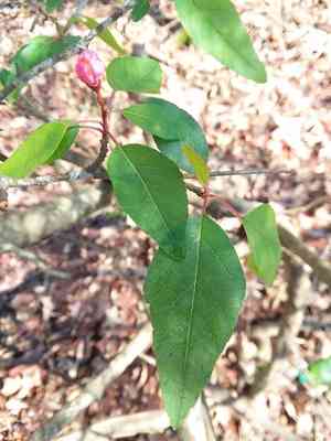 Southern Crabapple(Malus angustifolia)