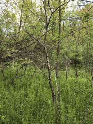 Prairie crabapple(Malus ioensis)